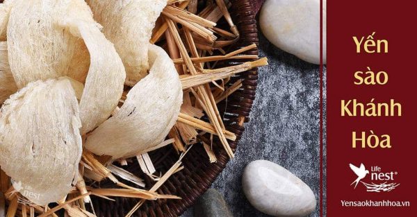 tổ yến được hình thành như thế nào