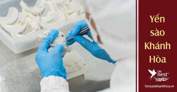 Hướng dẫn quy trình làm sạch tổ yến và bảo quản yến tươi