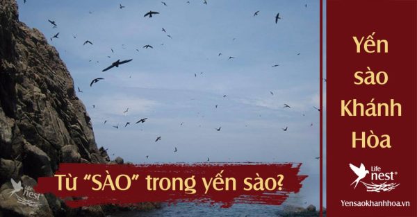 Giải mã “từ sào trong Yến sào có nghĩa là gì”
