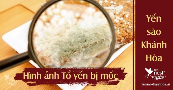 Làm gì khi tổ yến bị mốc? Có nên tiếp tục sử dụng?