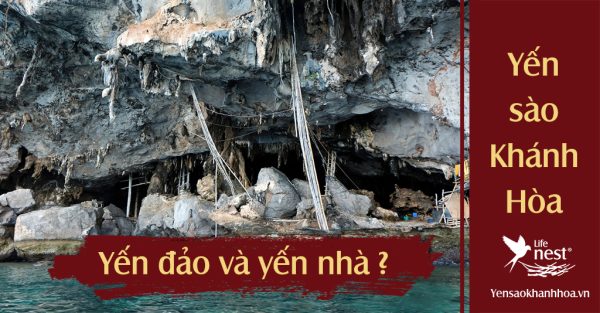 Yến nhà có tốt như tổ yến đảo không? Loại nào tốt hơn?